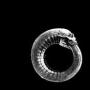 Image: Turbonegro - Scandinavian Leather